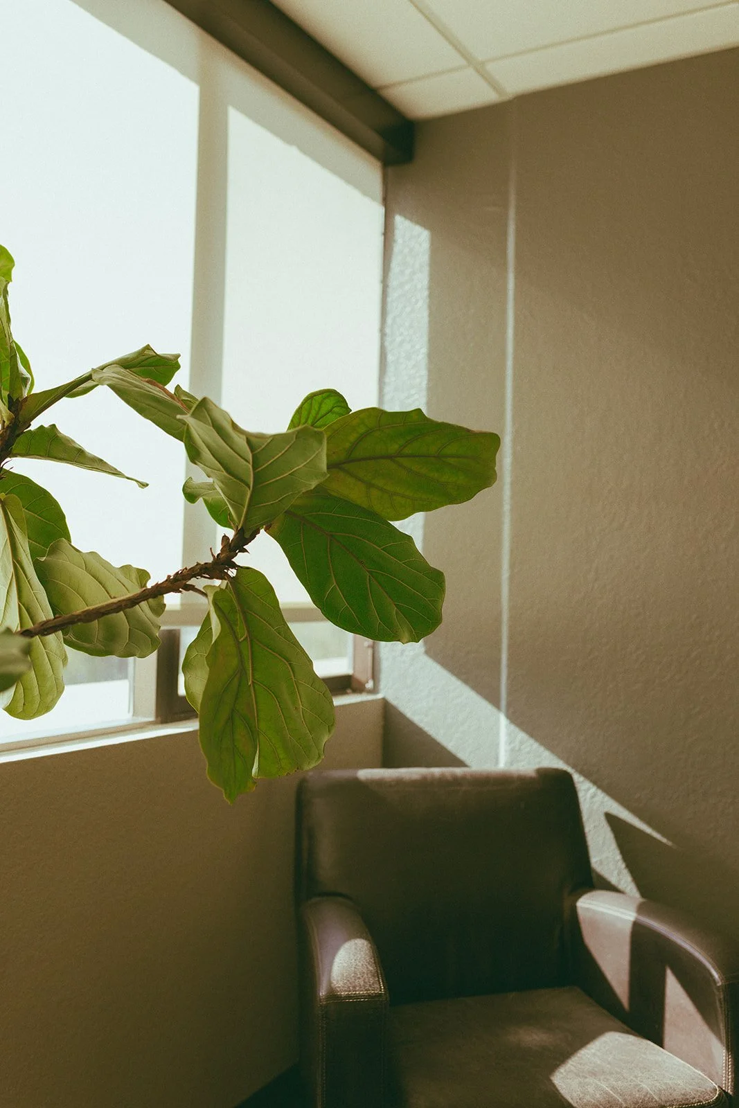 A quiet office corner — soft window light, a fiddle-leaf plant, and a worn leather chair against a warm olive wall.